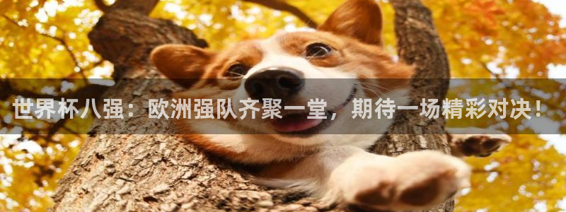2026世界杯官网入口:世界杯八强:欧洲强队齐聚一堂,期待一场精彩对决!